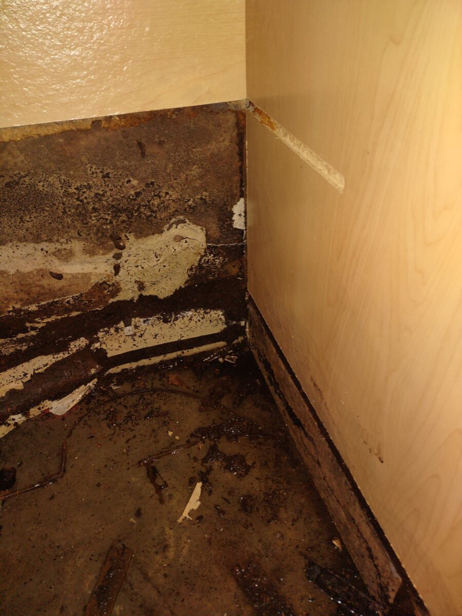 Professional documenting attic mold extent for remediation planning