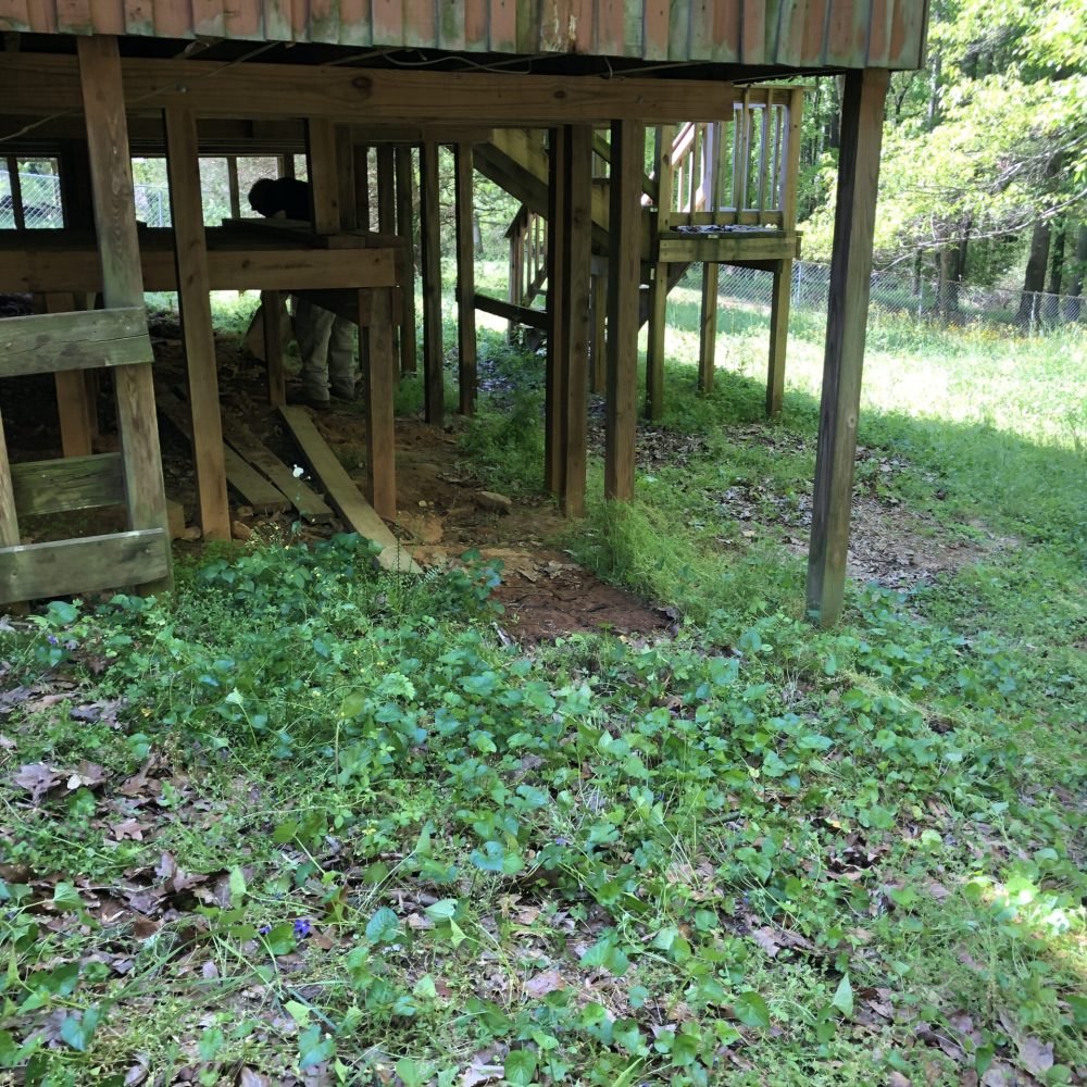 Professional wildlife waste removal technician in protective gear cleaning Marietta GA attic